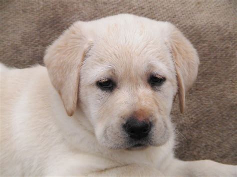 burberry kennels mrs kempin labs perth wa|Labrador Retriever Puppies for Sale, WA .